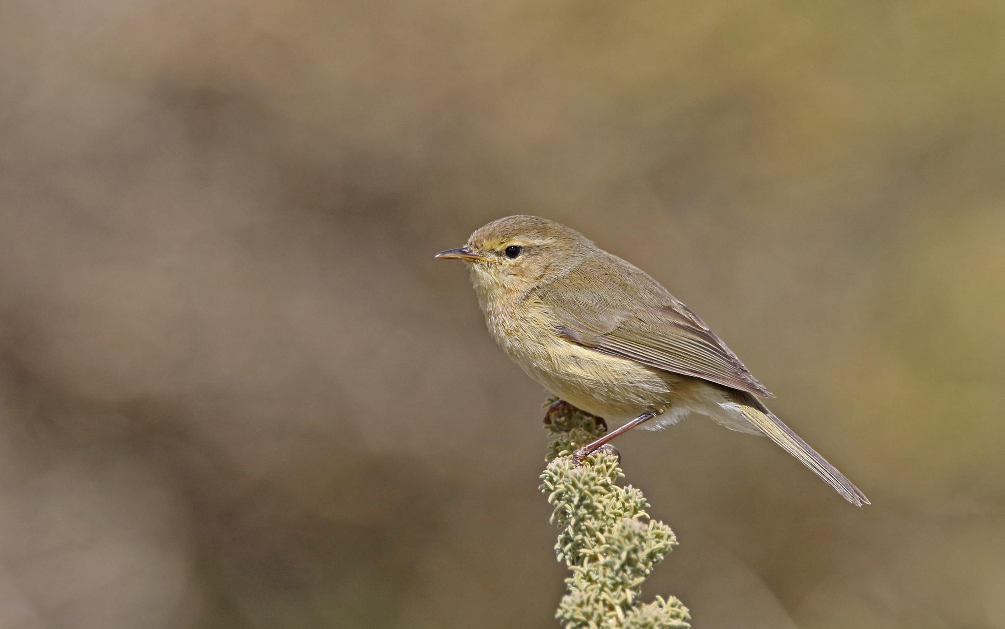 Mosquitero Canario