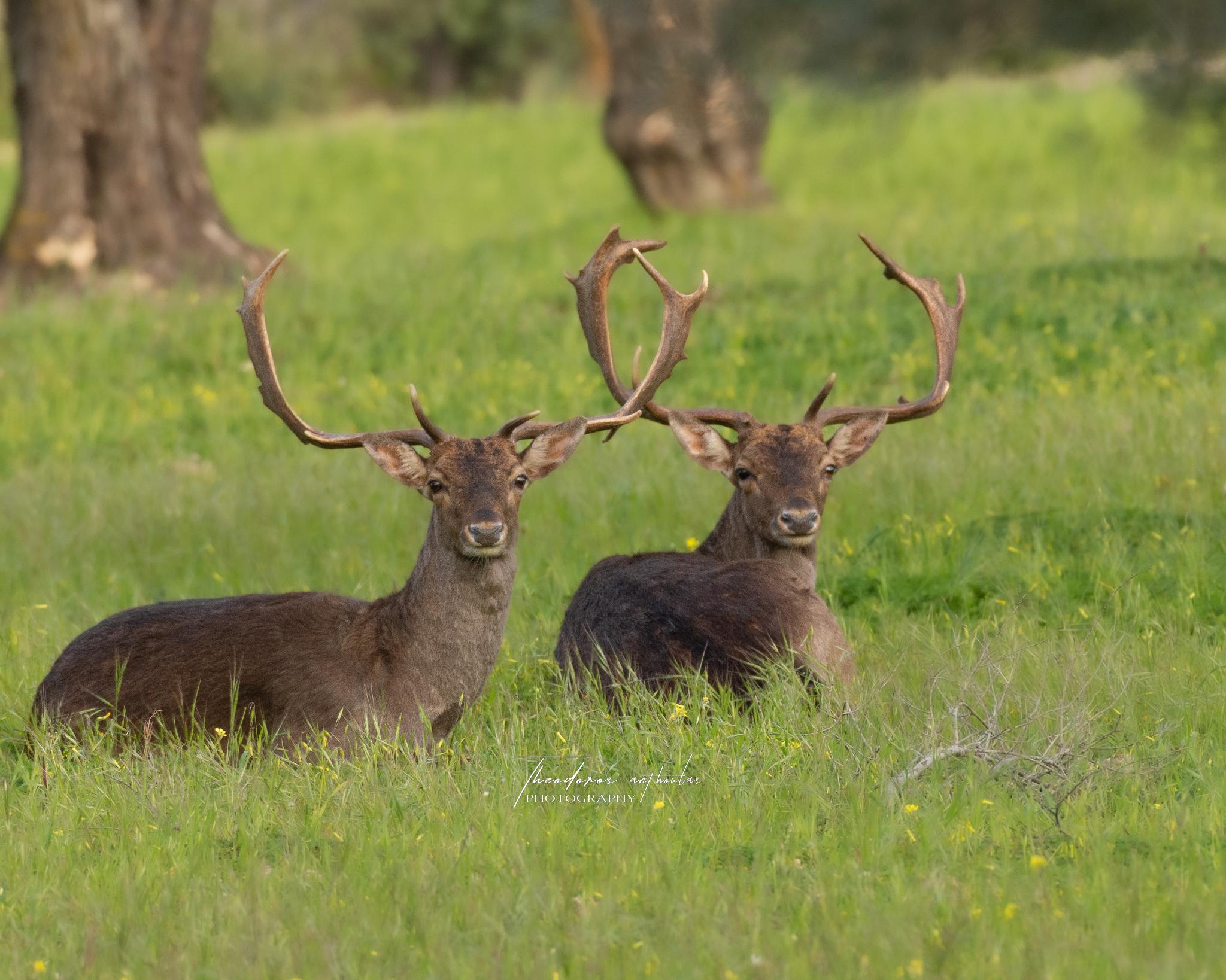 Gamo europeo