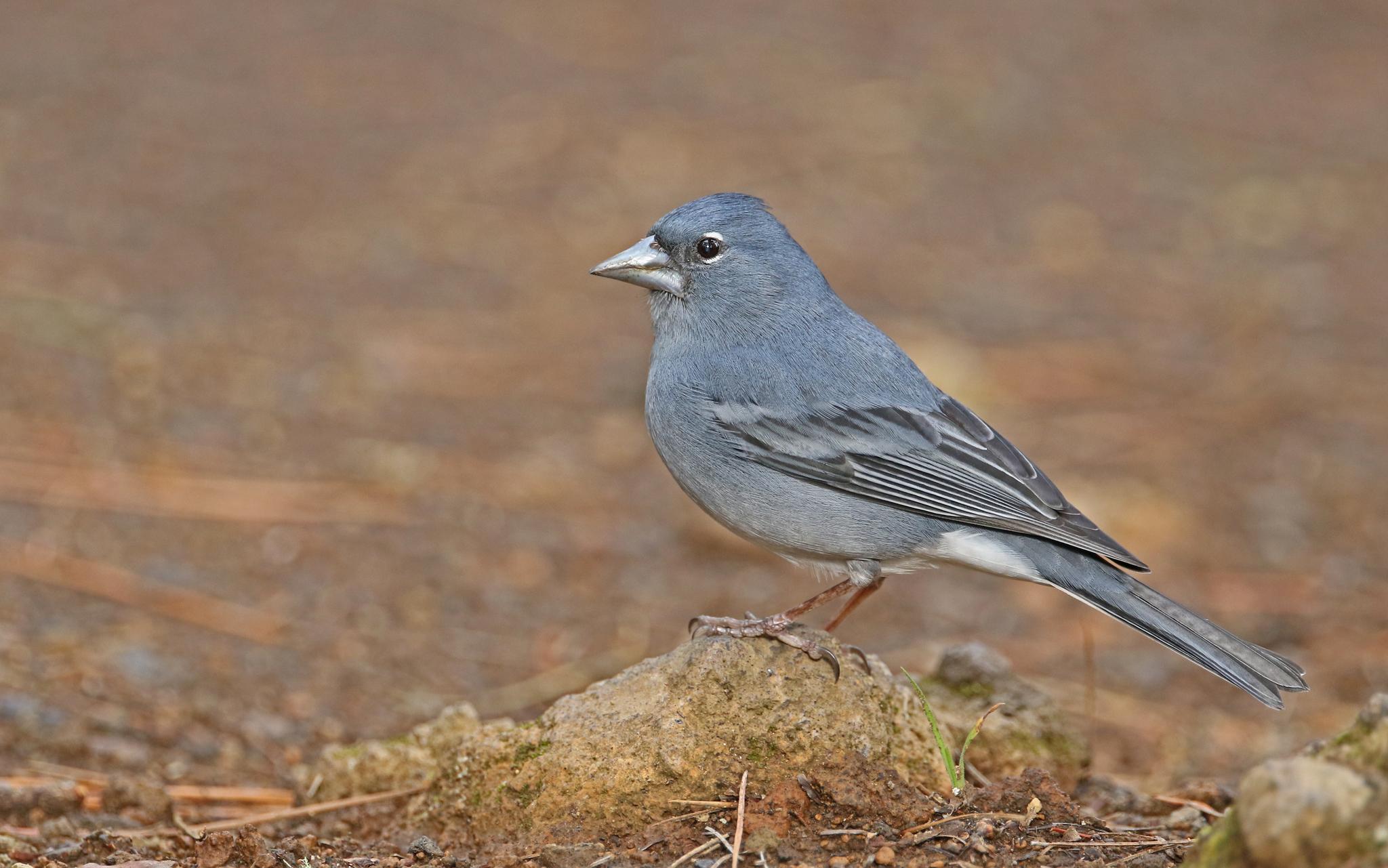 Pinzón Azul de Tenerife