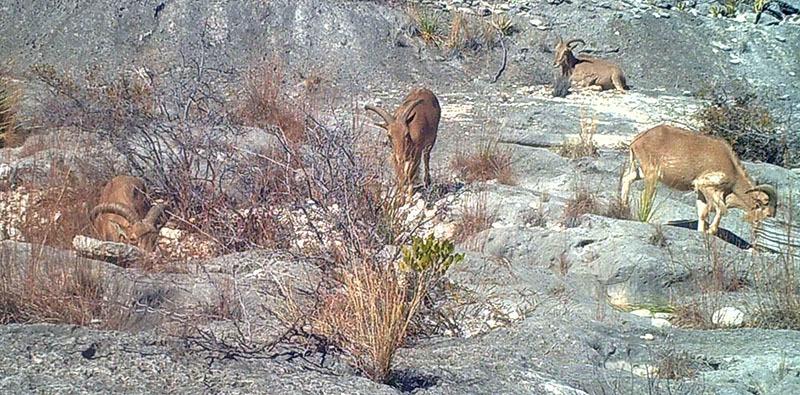 Borregos Aoudad