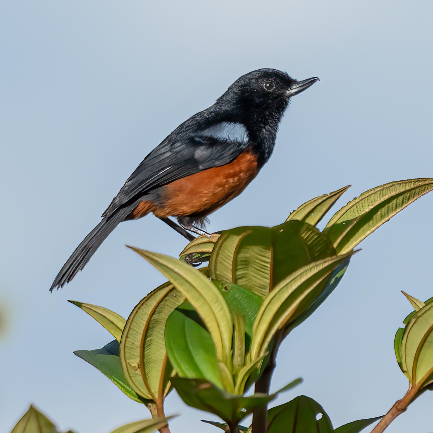 Chestnut-bellied Flowerpiercer