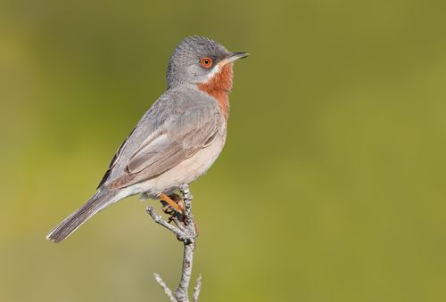 Eastern Subalpine Warbler