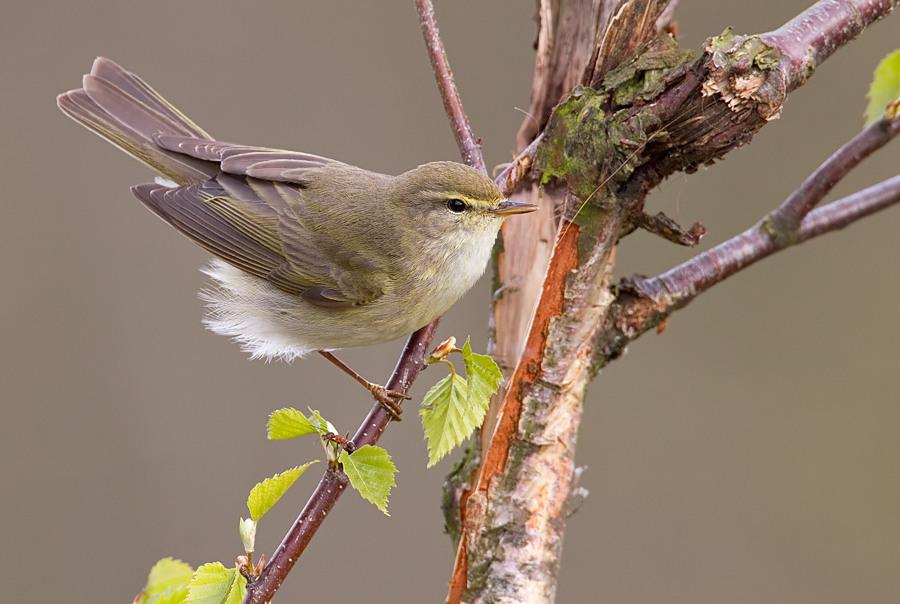 Mosquitero musical