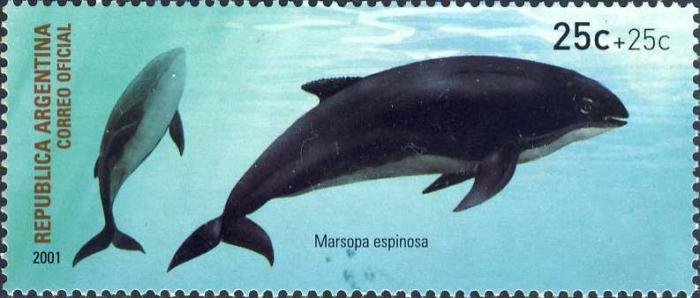 Marsopa espinosa