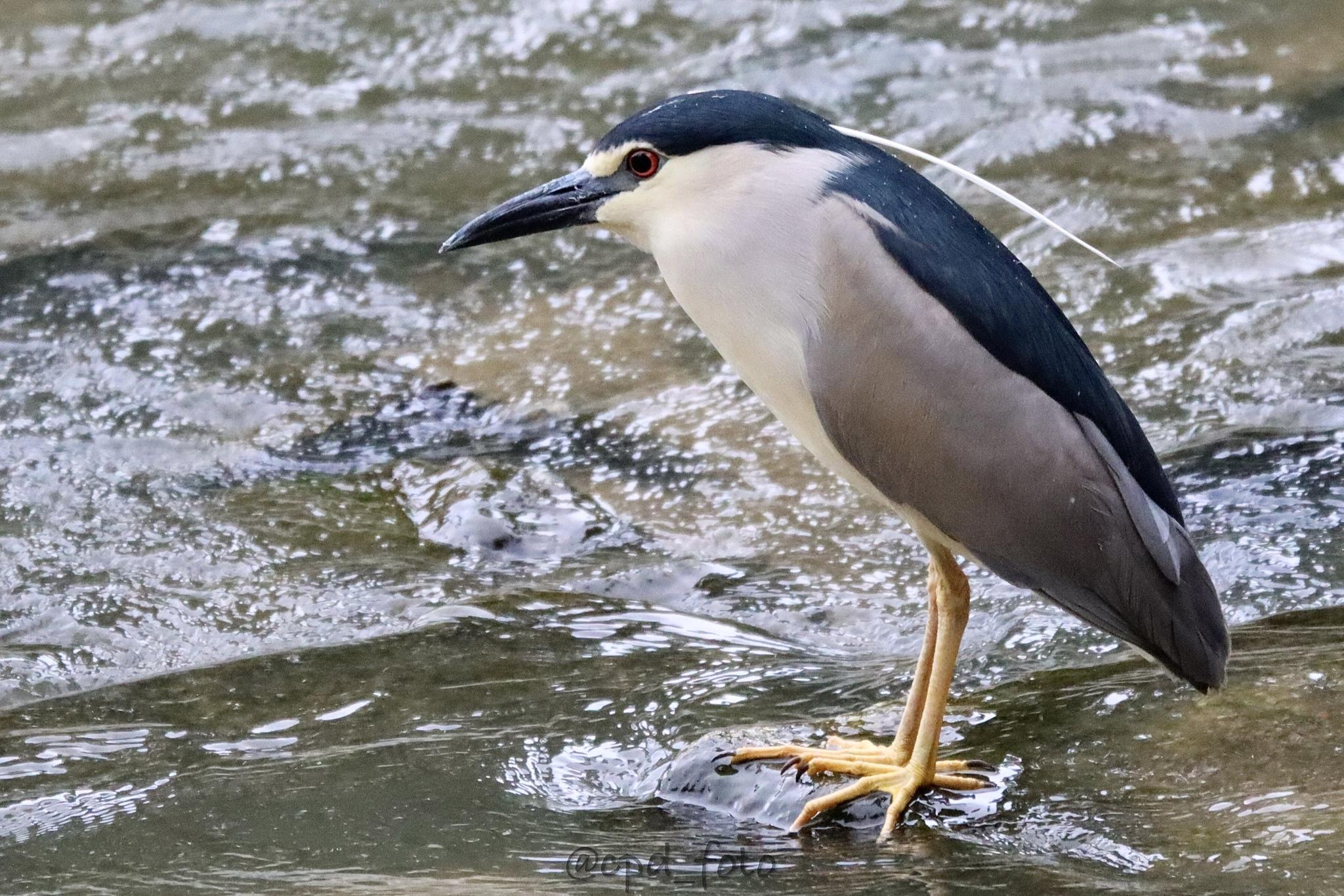 Garzas, garcetas, garcillas y martinetes