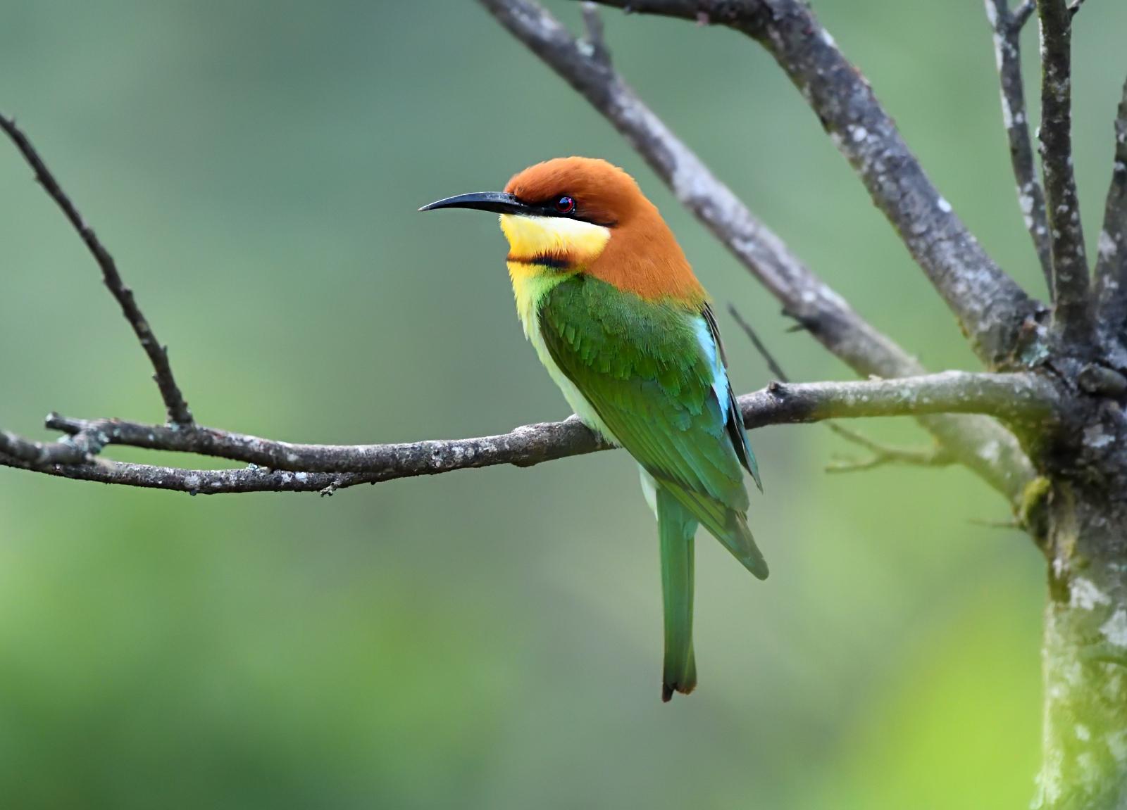 Abejaruco Cabecirrufo