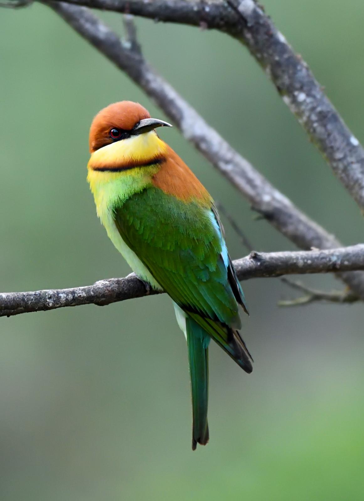 Abejaruco Cabecirrufo