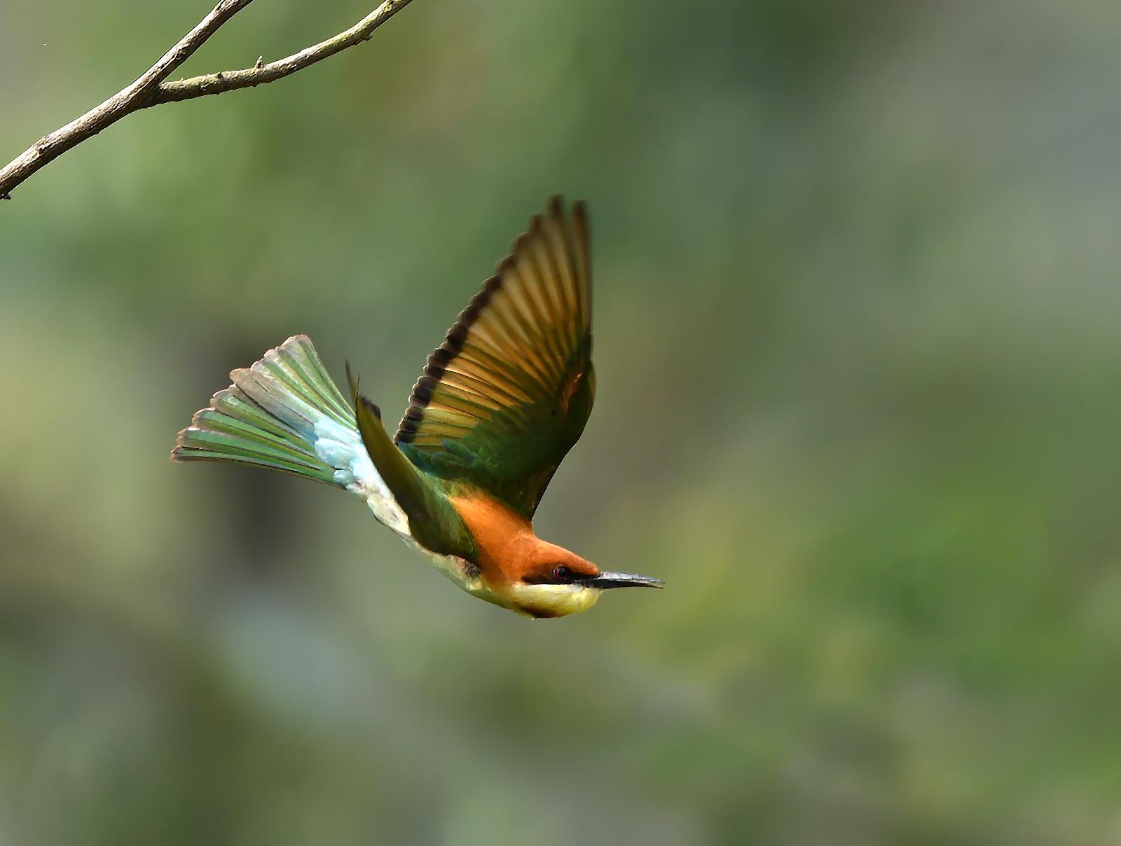 Abejaruco Cabecirrufo