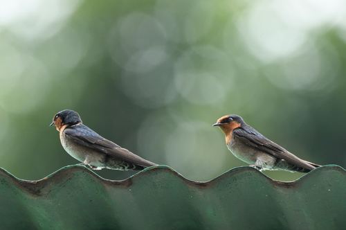 Golondrina de Los Nilgiri