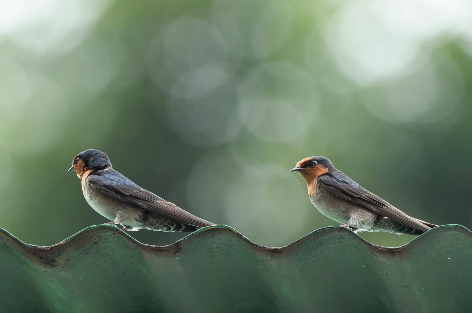 Golondrina de Los Nilgiri