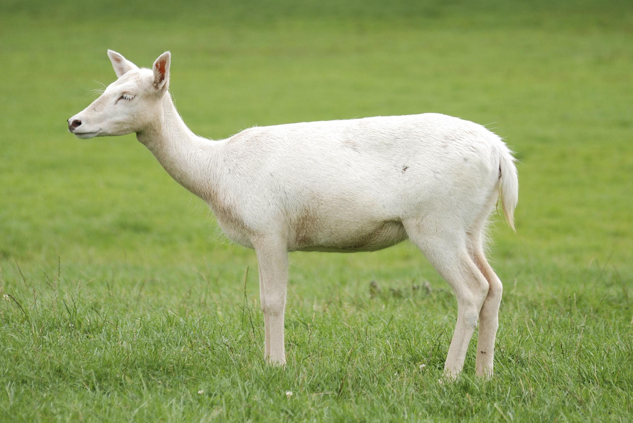 Gamo europeo