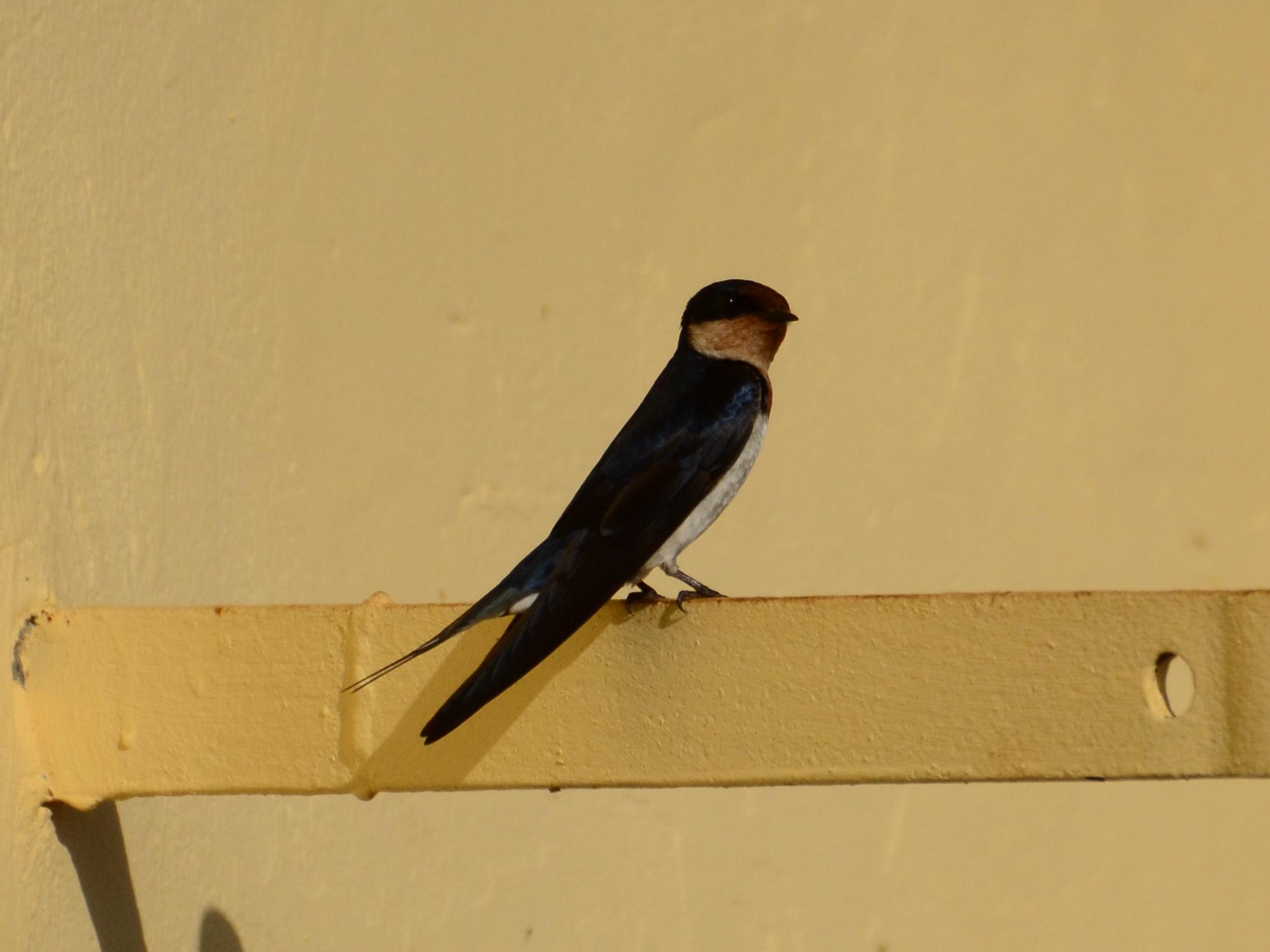 Golondrina Etiópica