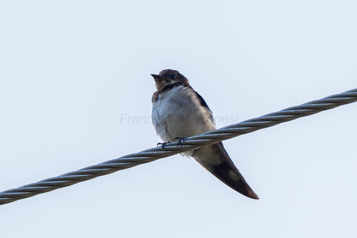 Golondrina Etiópica