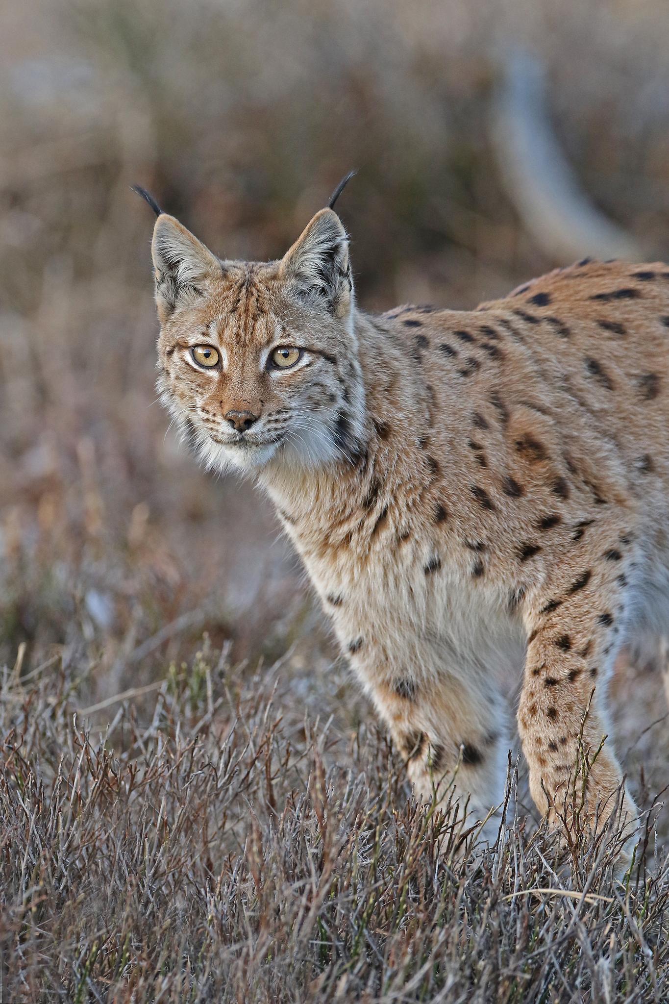 Eurasian Lynx