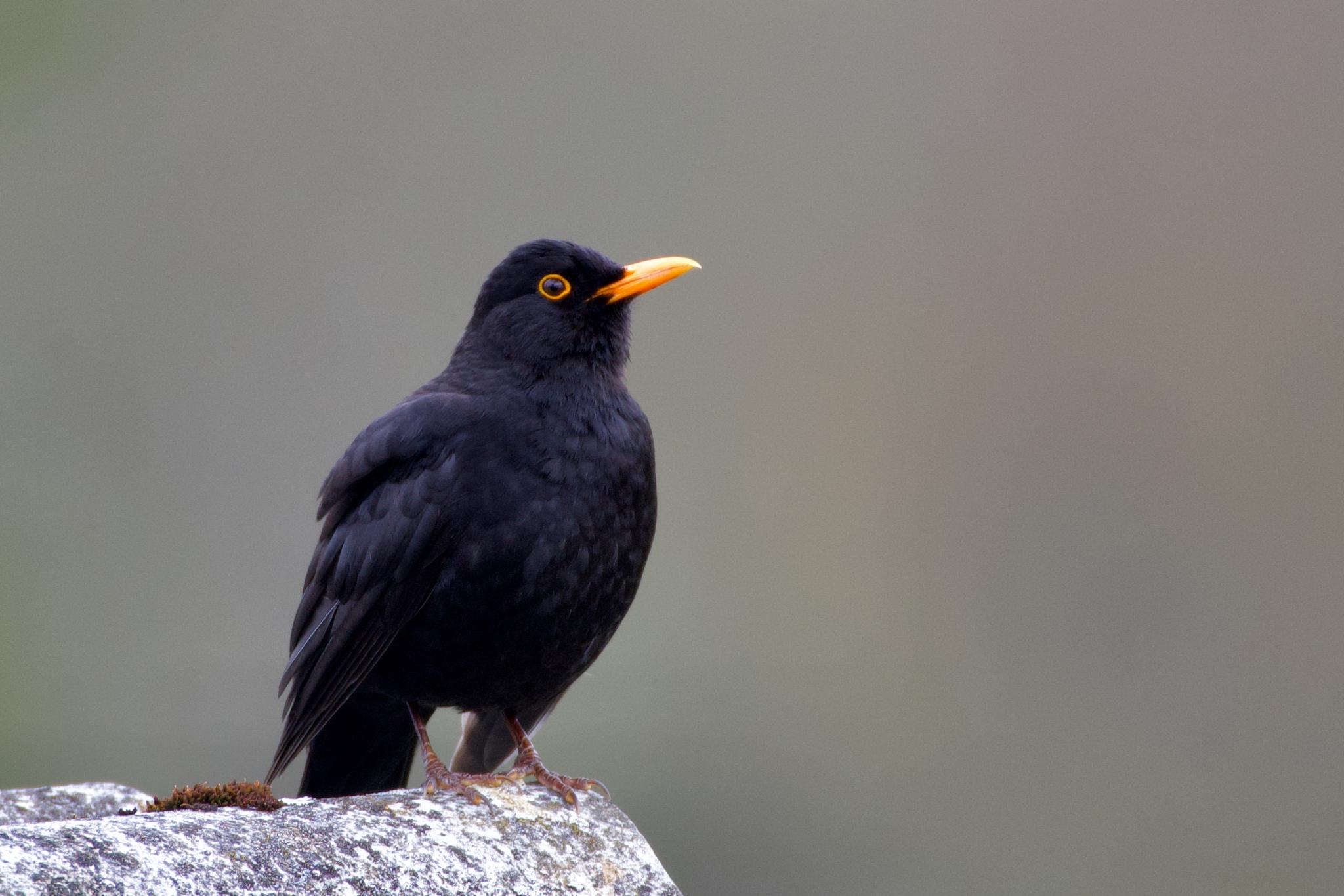 Eurasian Blackbird