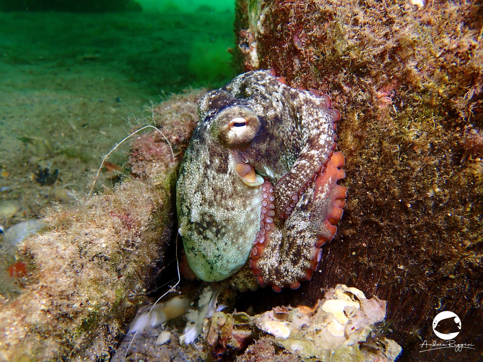 Star Octopus