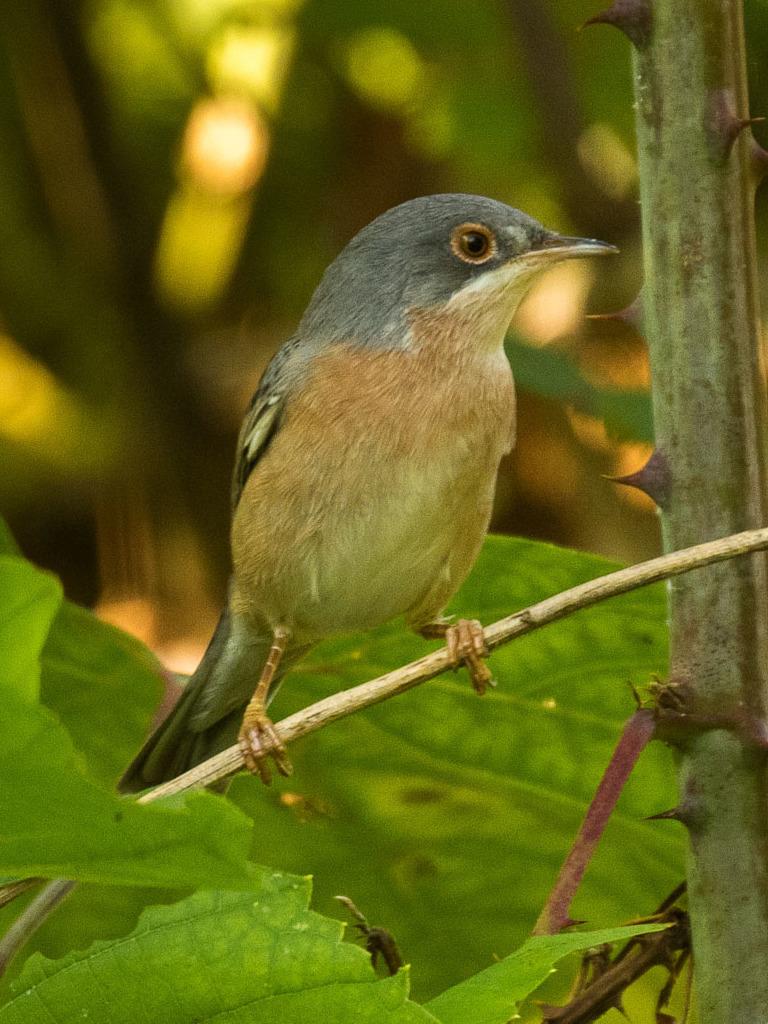 Moltoni's Warbler