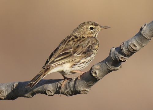Bisbita pratense