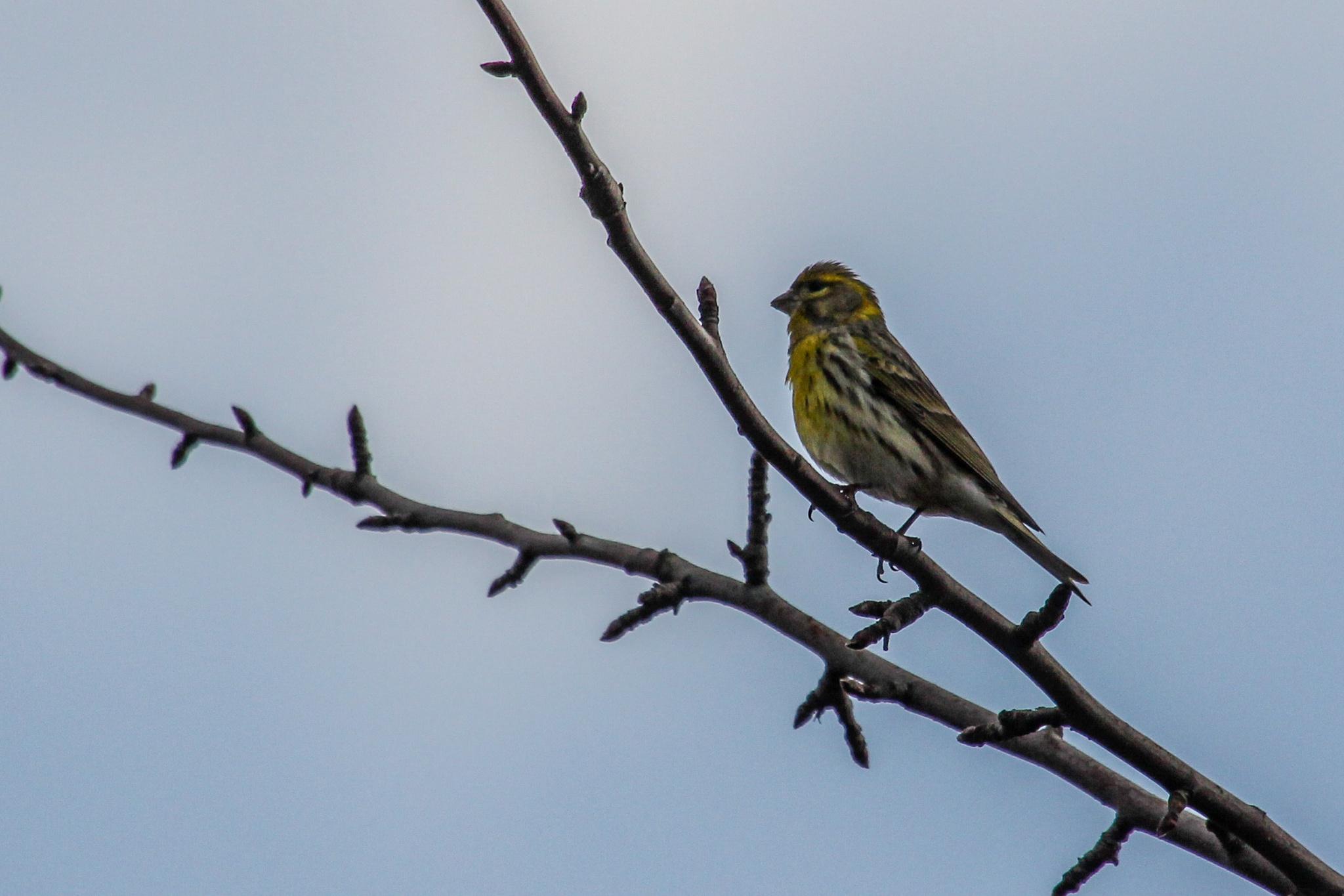 Serines