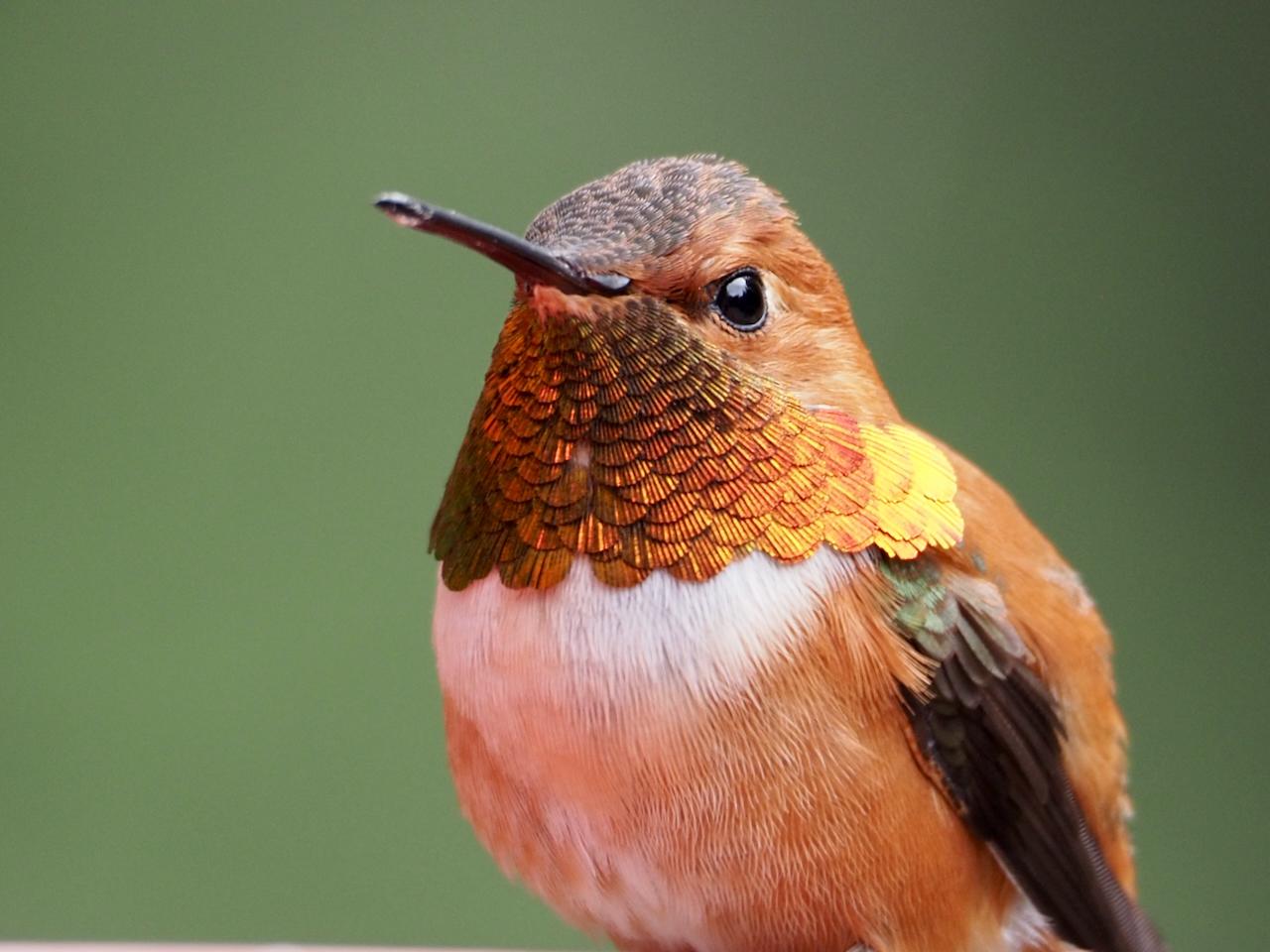 Trochilinae