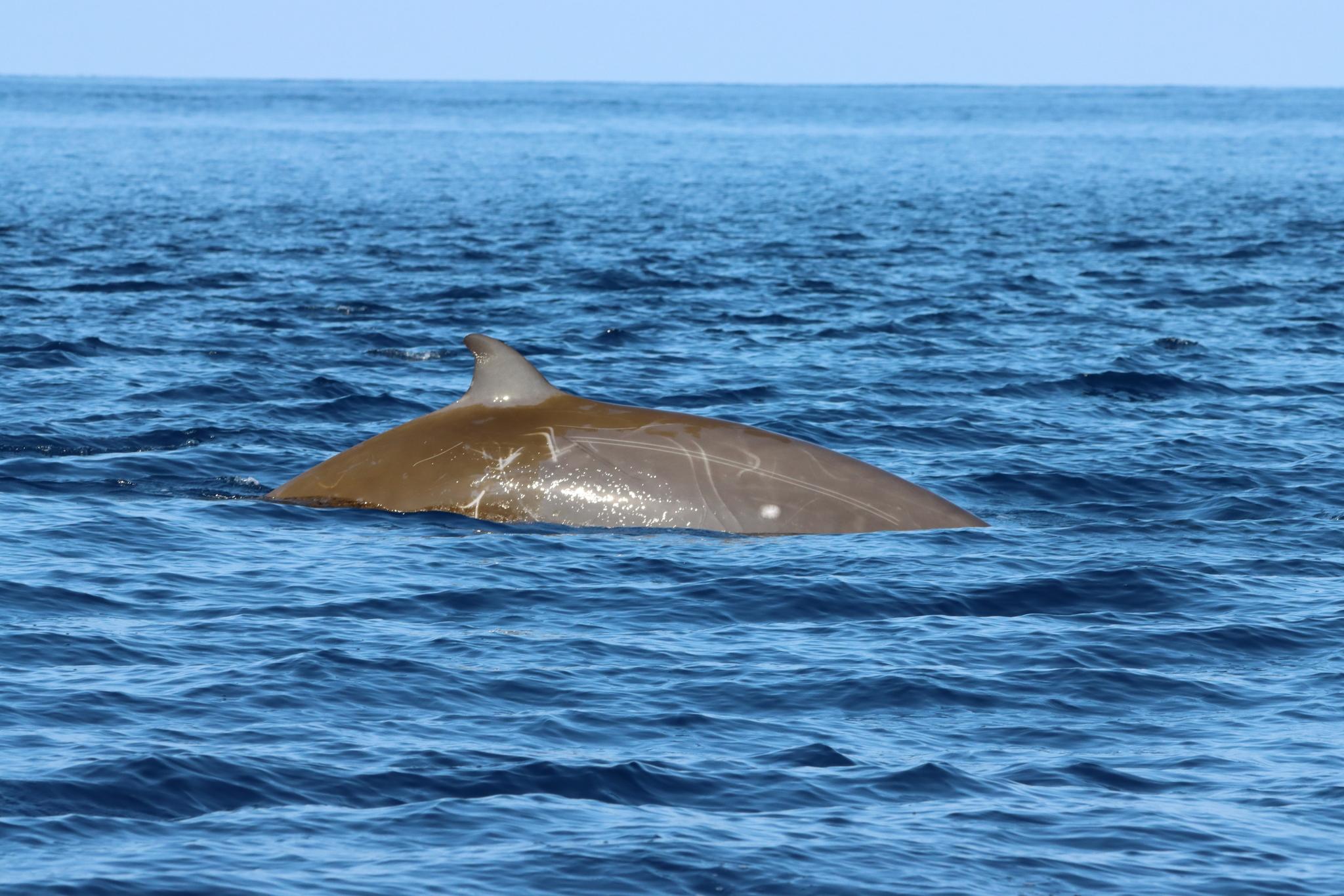 Ballena picuda de Couvier