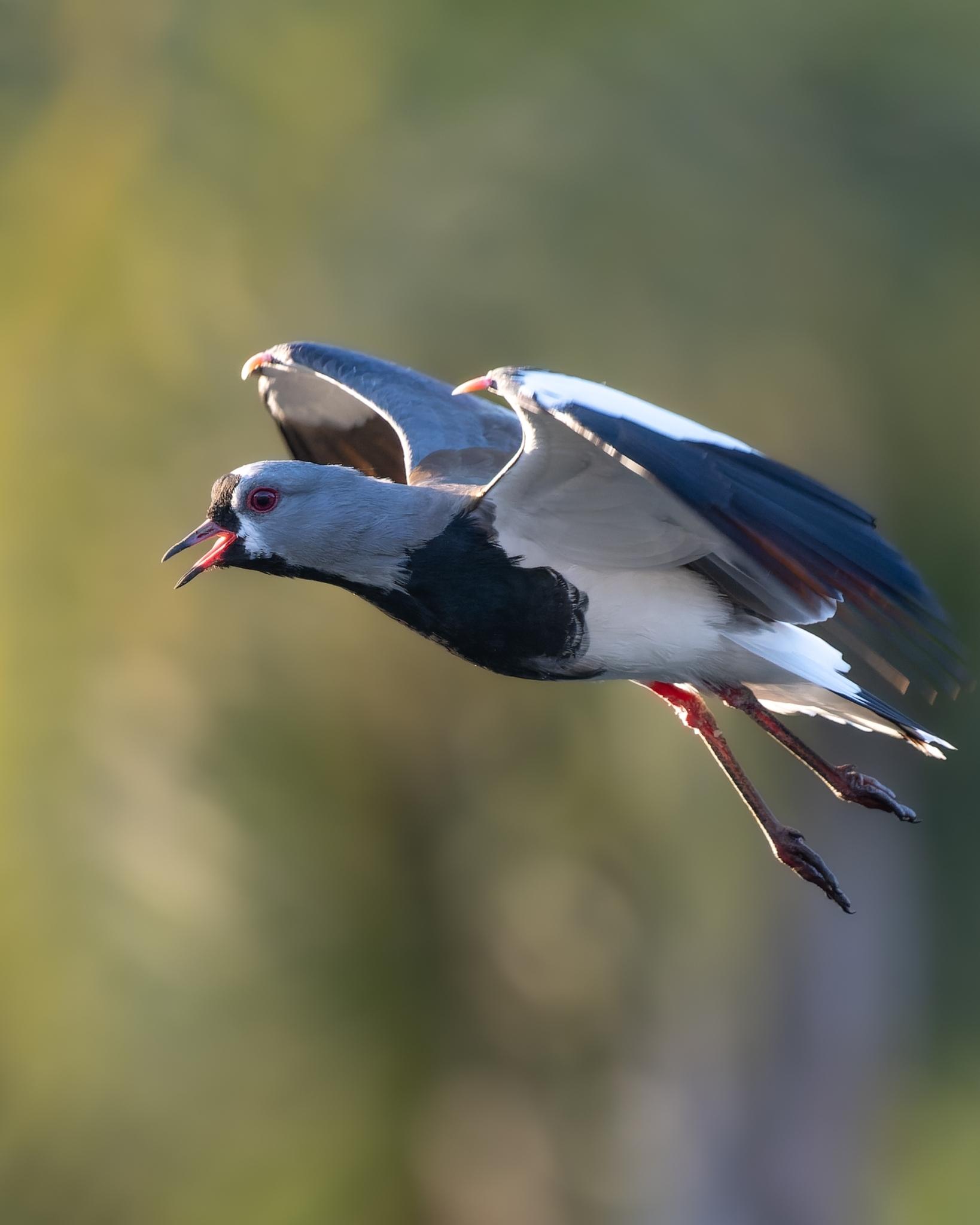 Southern Lapwing