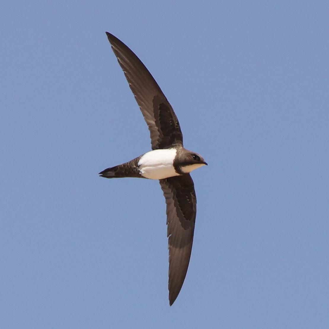 Colibríes y vencejos