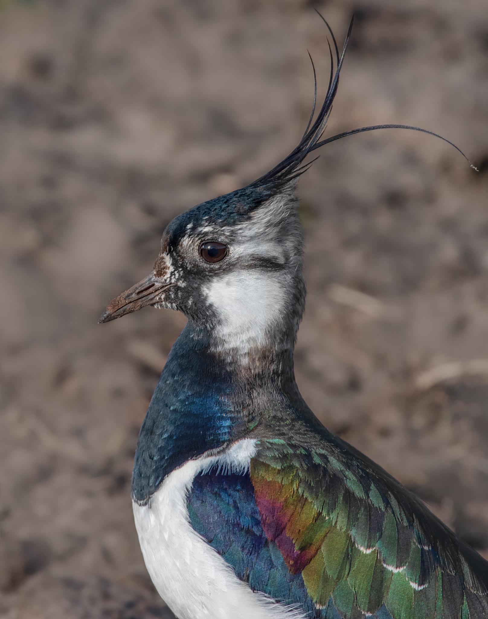 Avefría europea