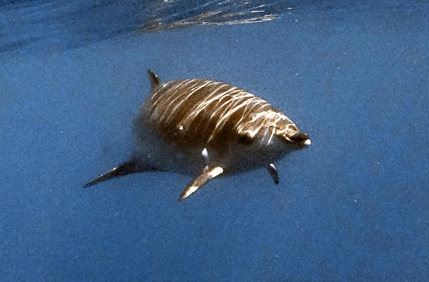 Ballena-picuda de Blainsville