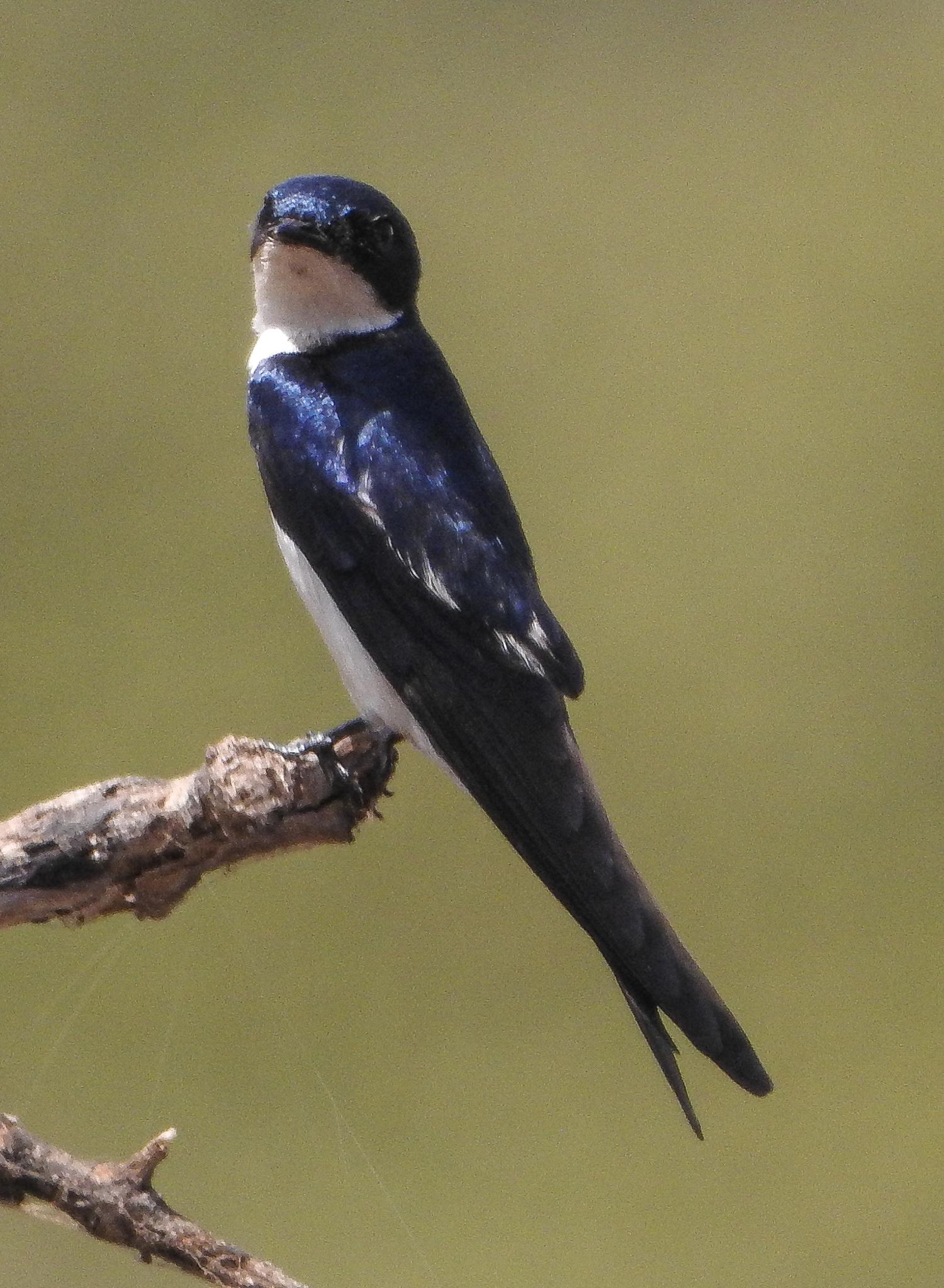 Golondrina Alipinta