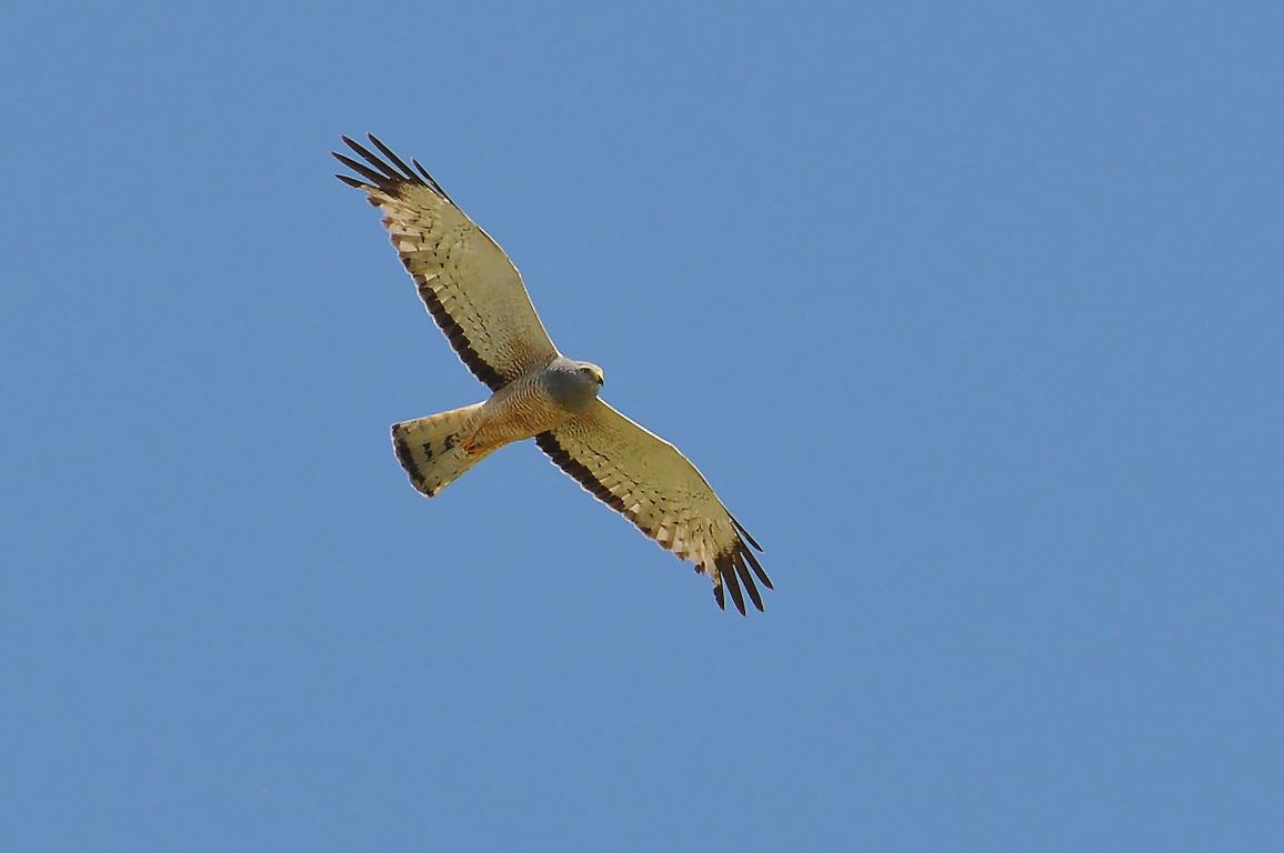Aguilucho vari