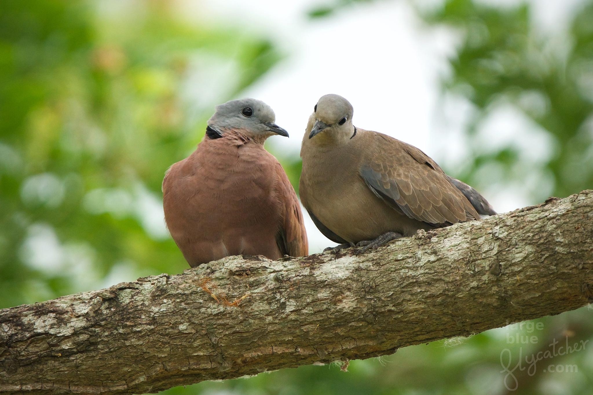Red Collared-Dove