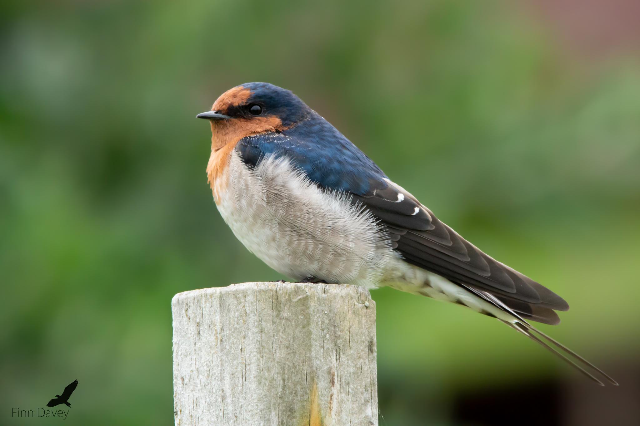 Golondrina australiana