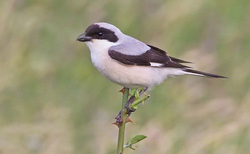 Lesser Grey Shrike
