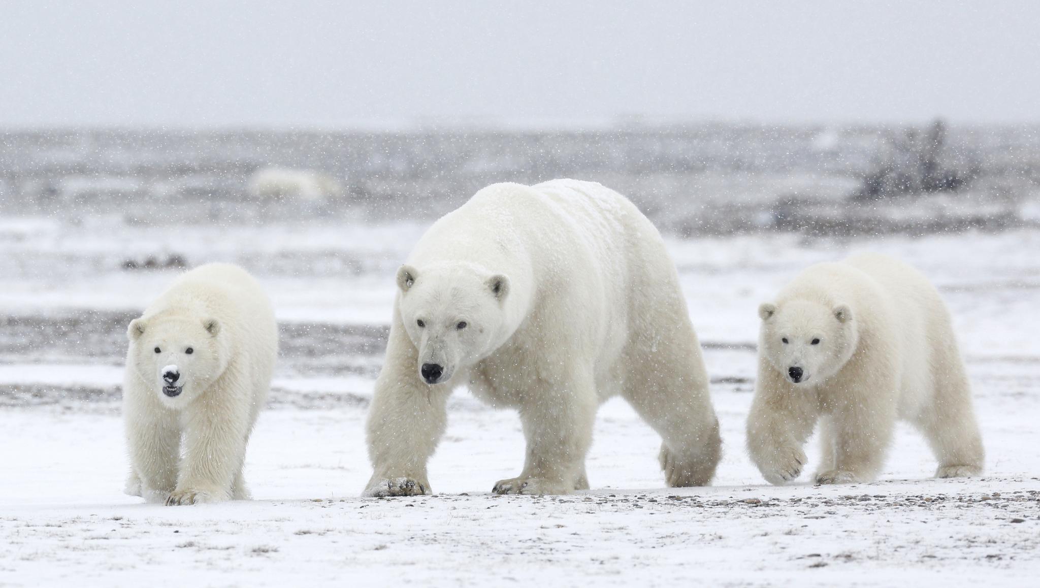 Oso Polar