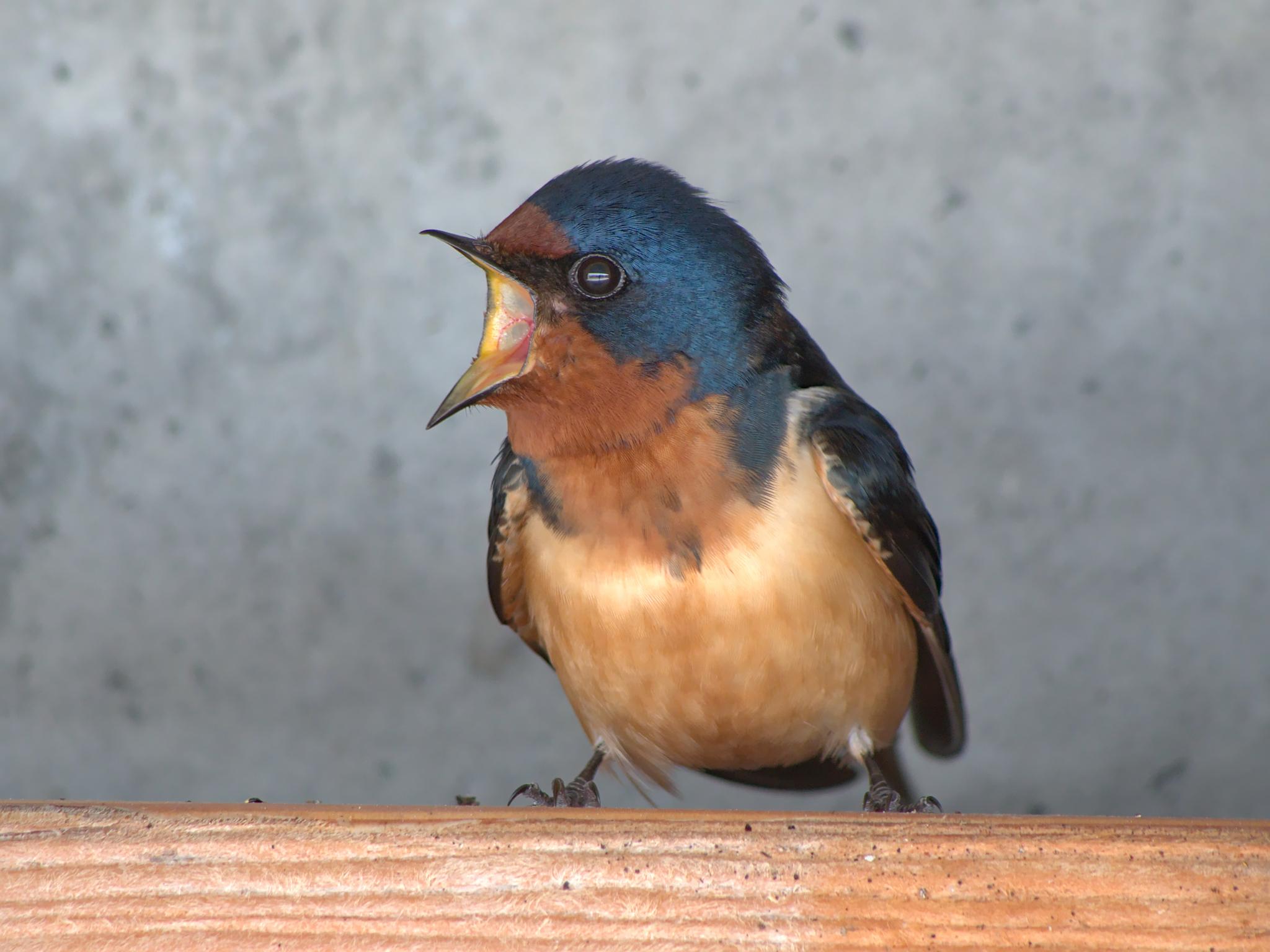 Golondrina tijereta