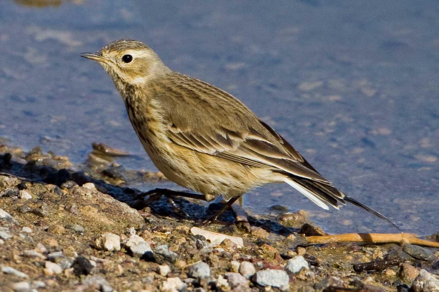 Bisbita Norteamericana