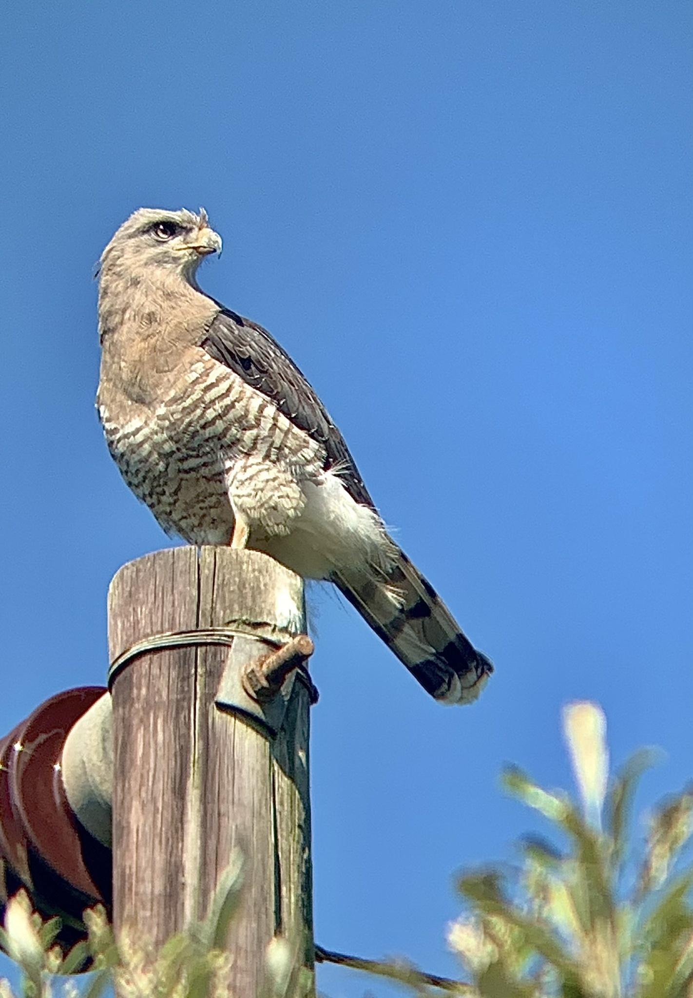 Culebrera barreada