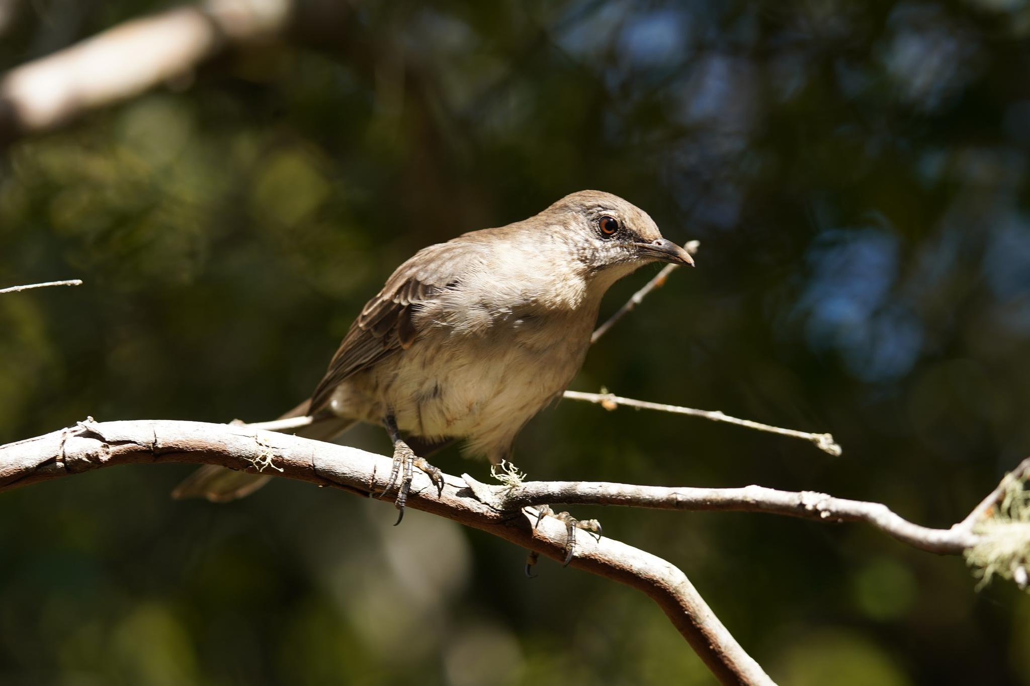 Socorro Mockingbird