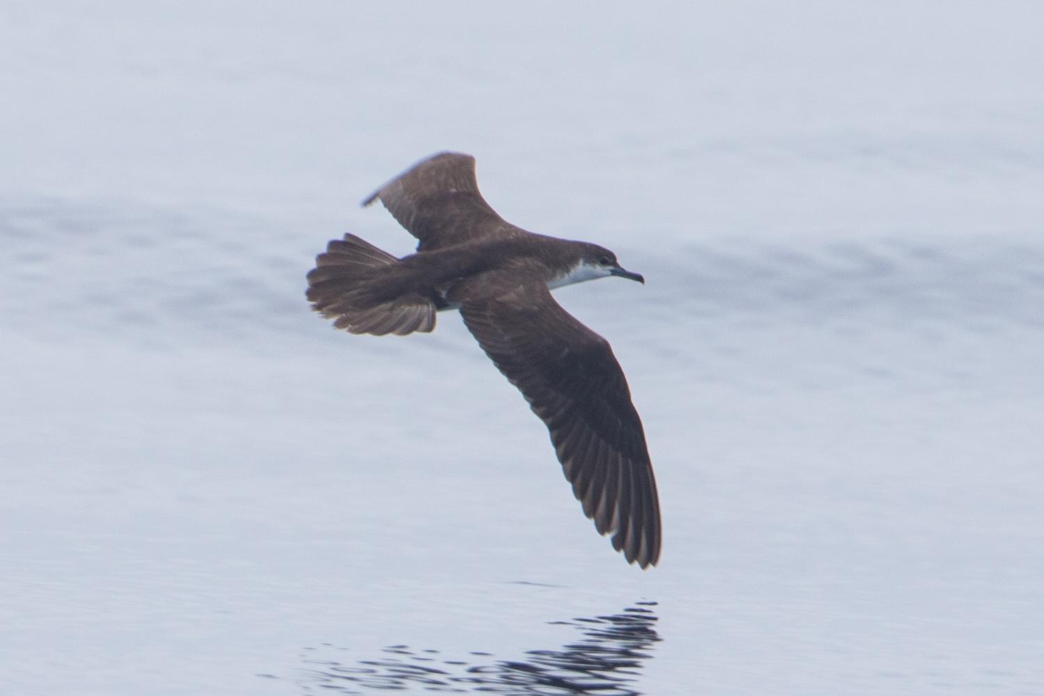 Pardela de Audubon