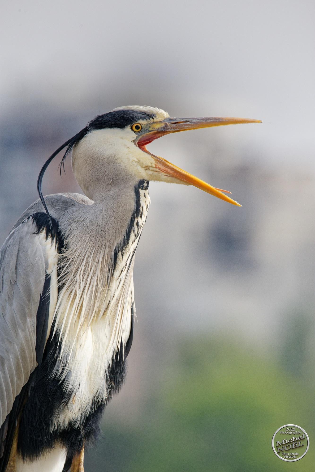 Grey Heron