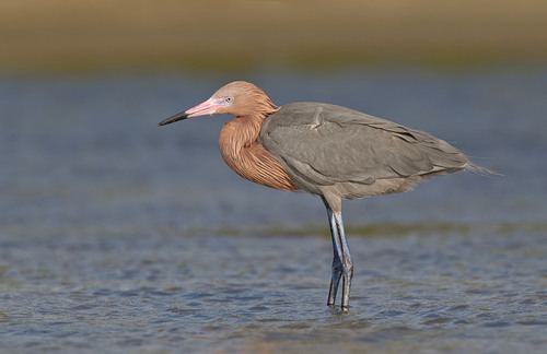 Garza Rojiza
