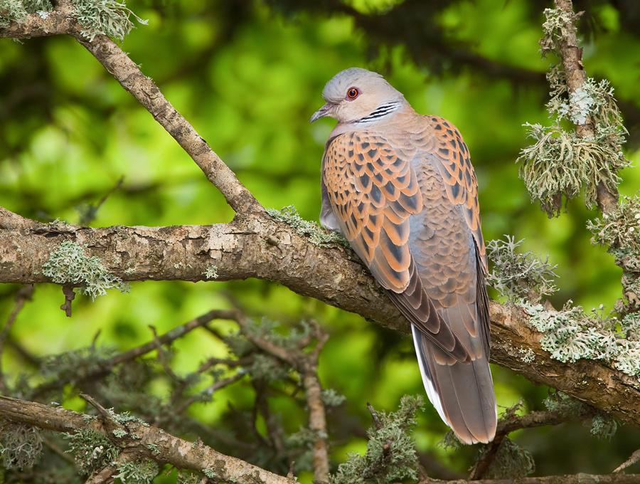European Turtle-Dove