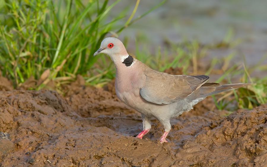 Mourning Collared Dove