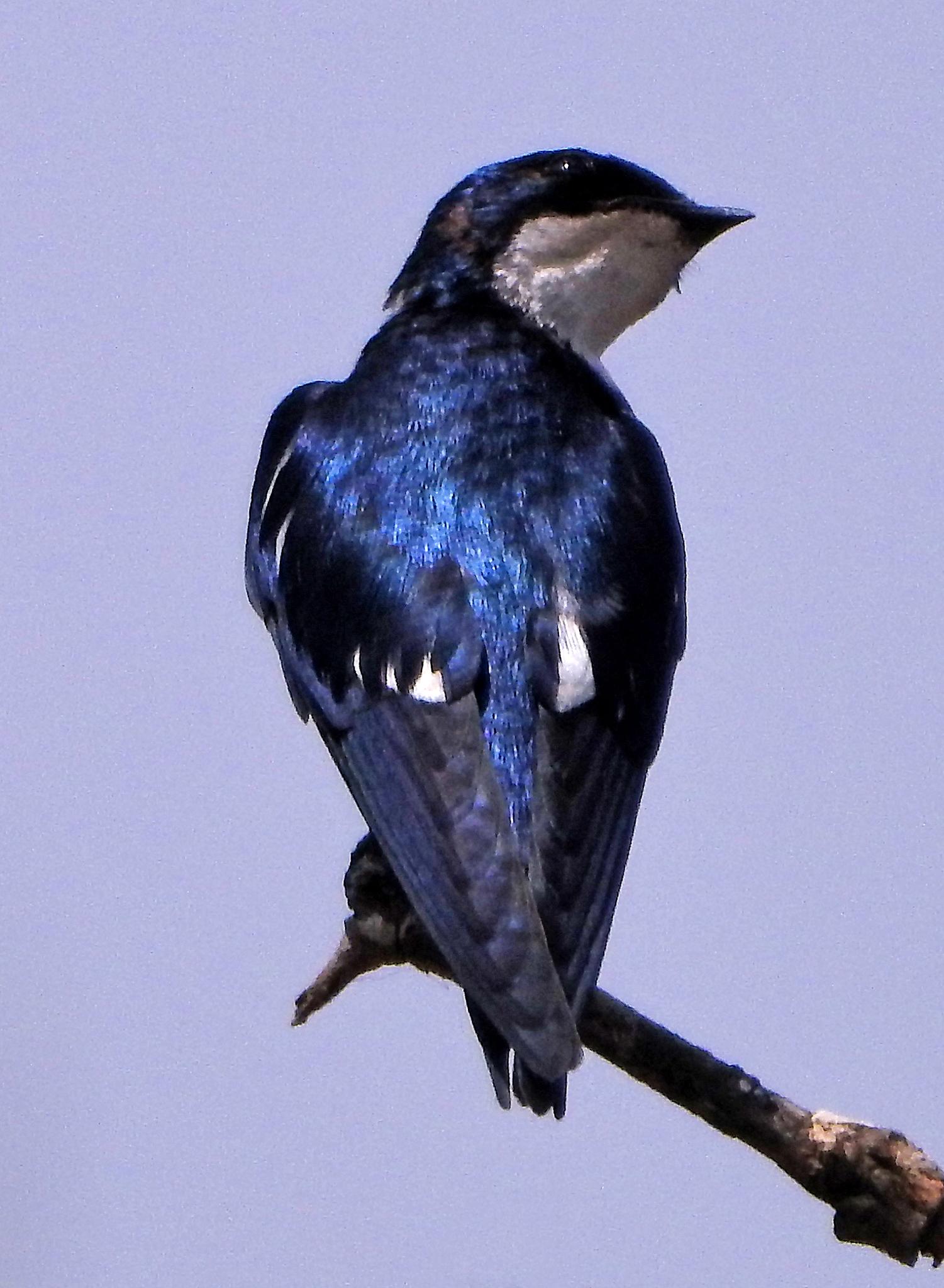 Golondrina Alipinta