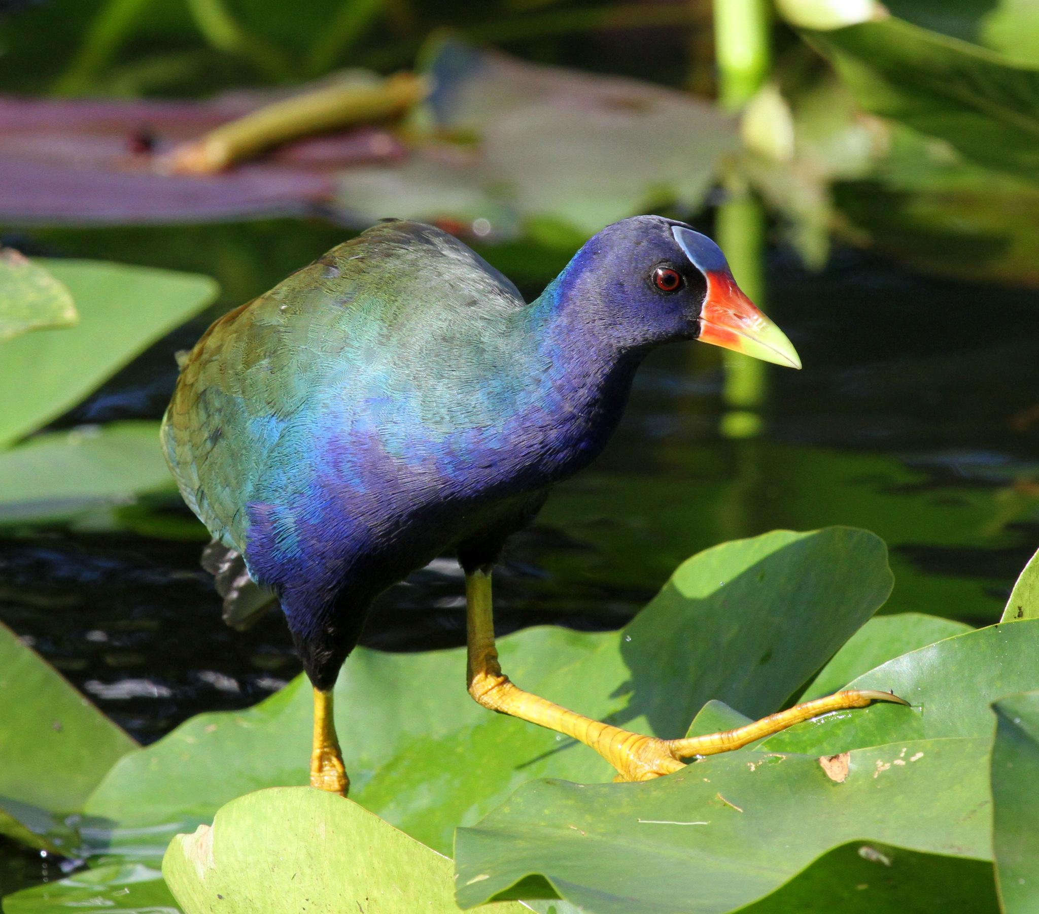 Gallineta morada