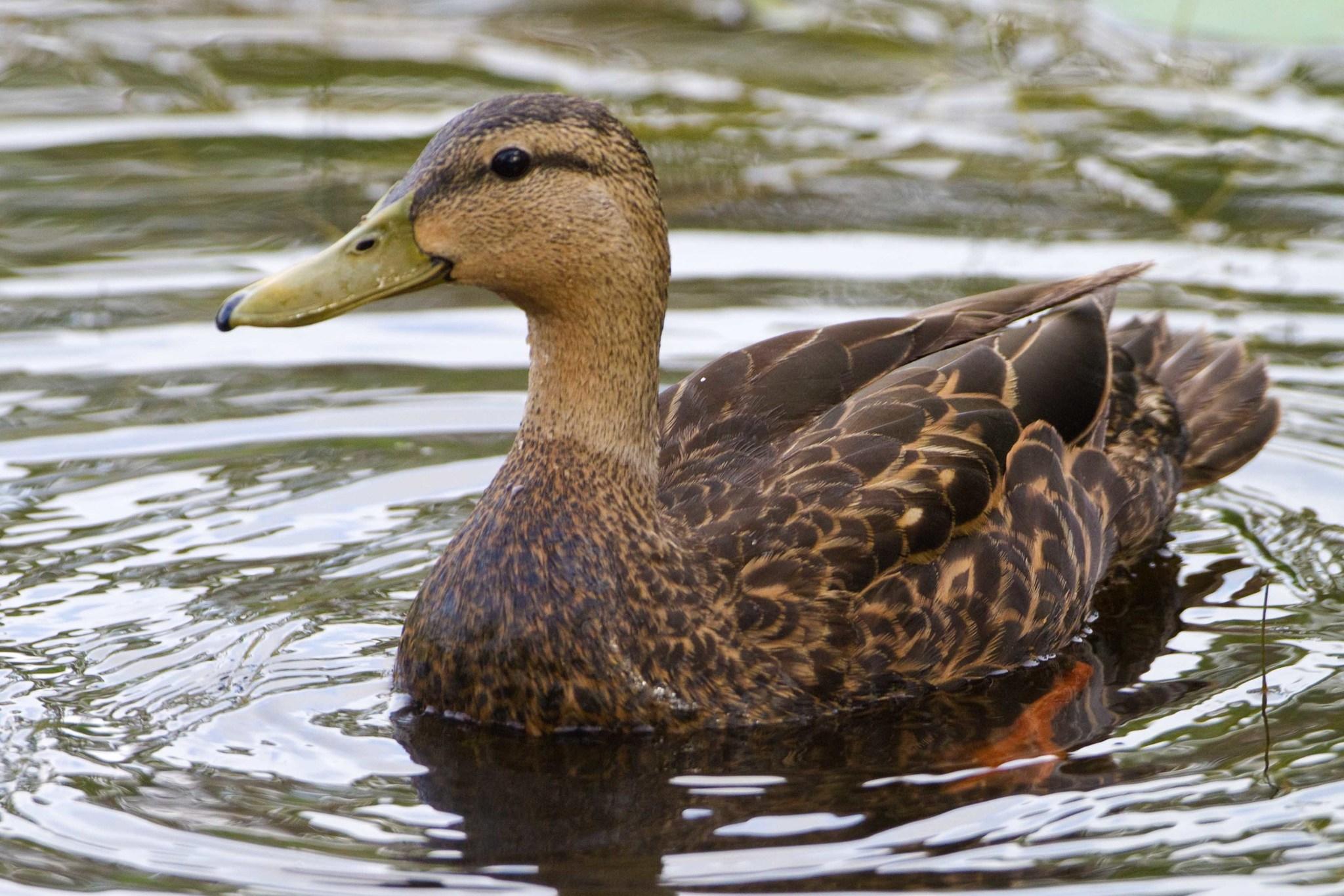 Pato tejano