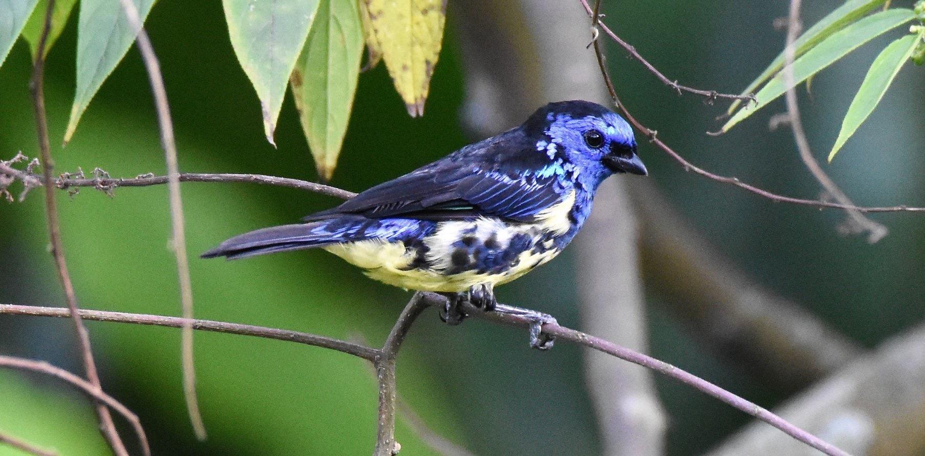 Turquoise Tanager
