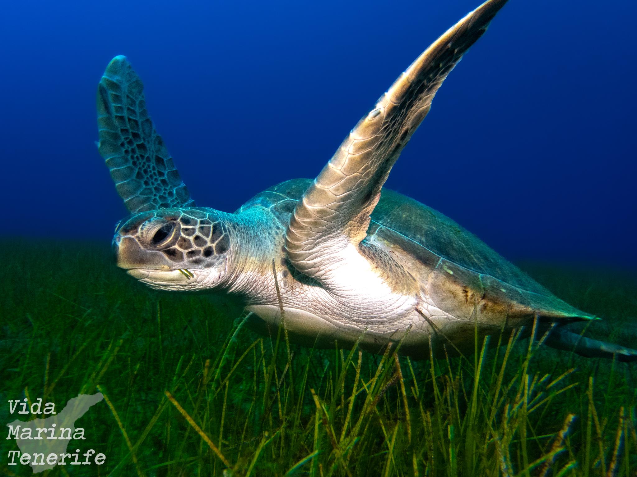 Tortuga verde