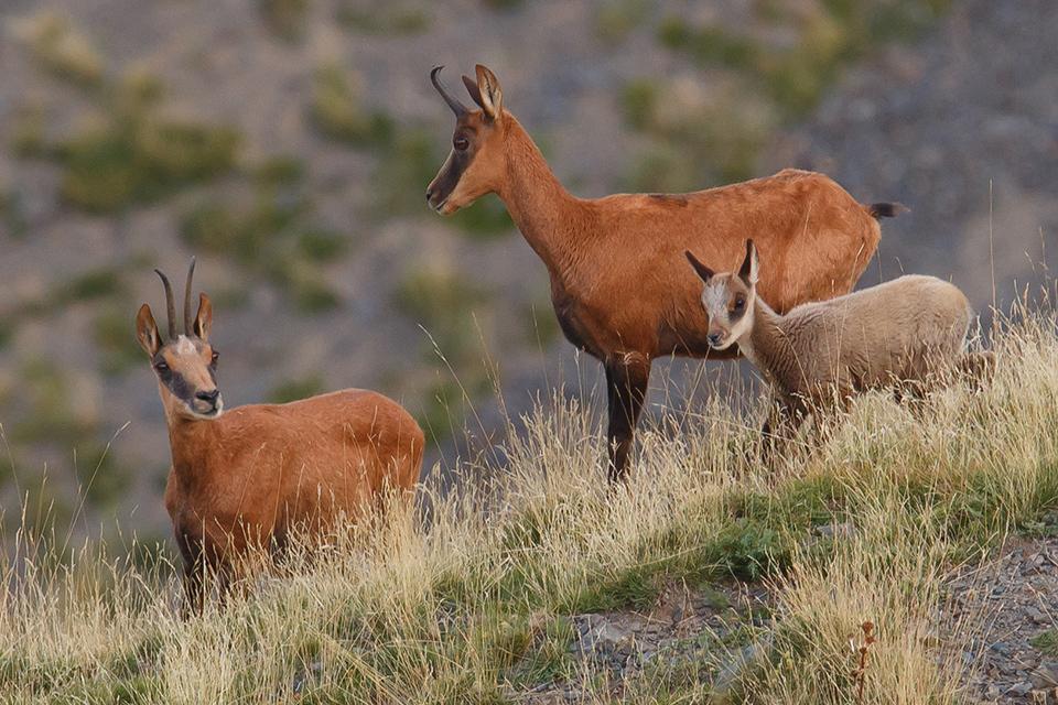 Gamuza De Los Abruzzos